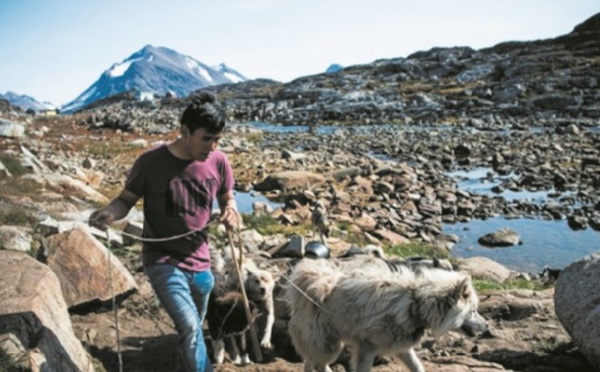 Au Groenland, les chiens de traîneau menacés par la fonte des glaces