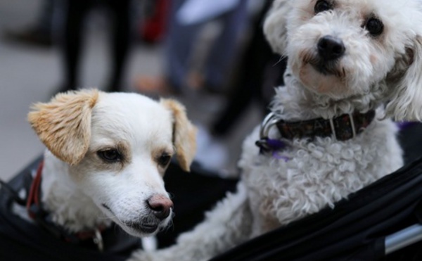 En Norvège, des chiens frappés d'une mystérieuse maladie parfois mortelle