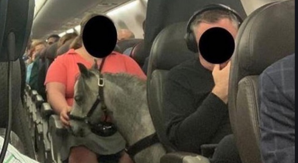 Insolite : Une Américaine voyage en cabine d'un avion avec son cheval miniature