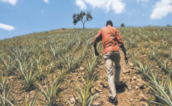 Innovation et technologie agricoles, clés de la réduction de la pauvreté