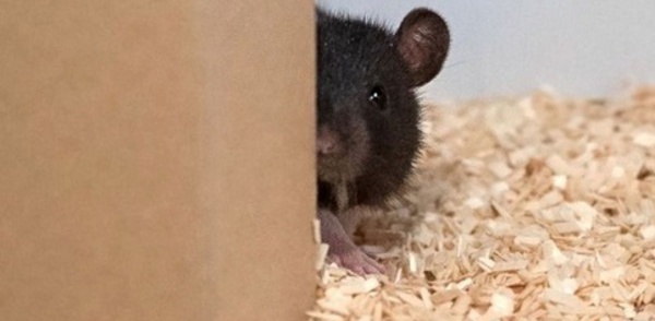 Des chercheurs ont appris à des rats à jouer à cache-cache
