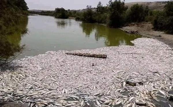Des centaines de poissons morts asphyxiés en bordure de l’Oued Massa