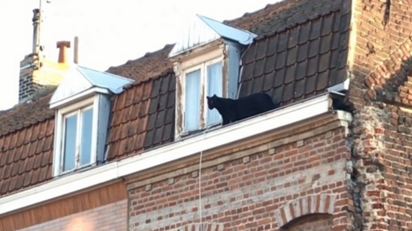 Insolite : Panthère noire