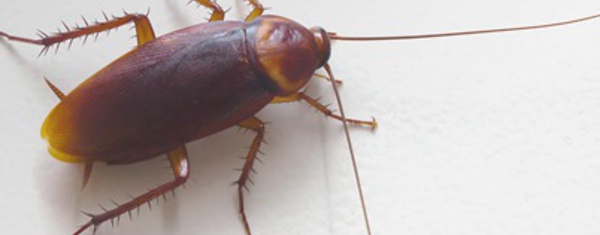 Voilà pourquoi les cafards sont pratiquement impossibles à tuer