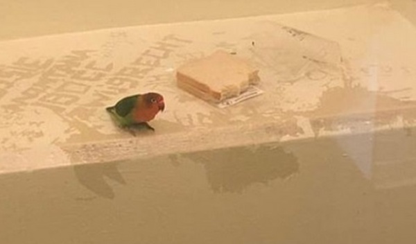 Insolite : Un perroquet mis en cellule