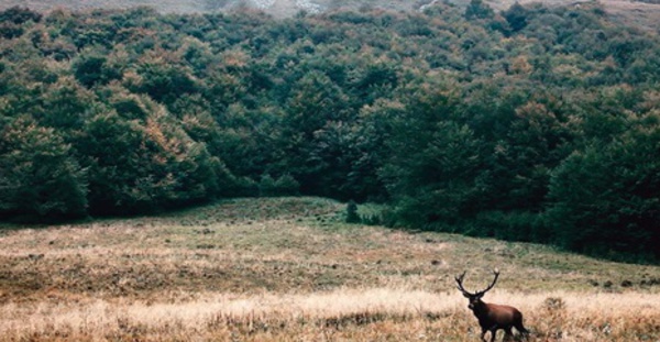 Le commerce de faune sauvage touche une espèce vertébrée terrestre sur cinq