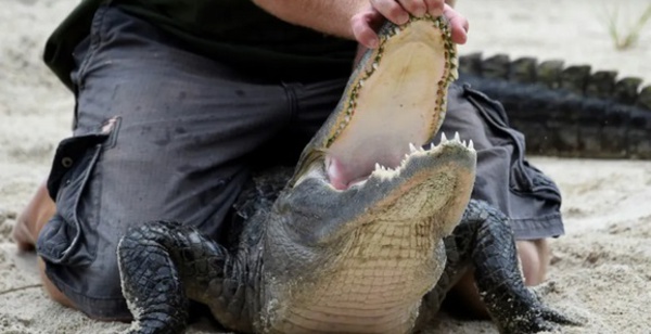 Insolite : Deux hommes arrêtés en Floride après avoir fait boire de la bière à un alligator