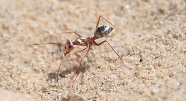 Des chercheurs ont filmé la fourmi la plus rapide du monde