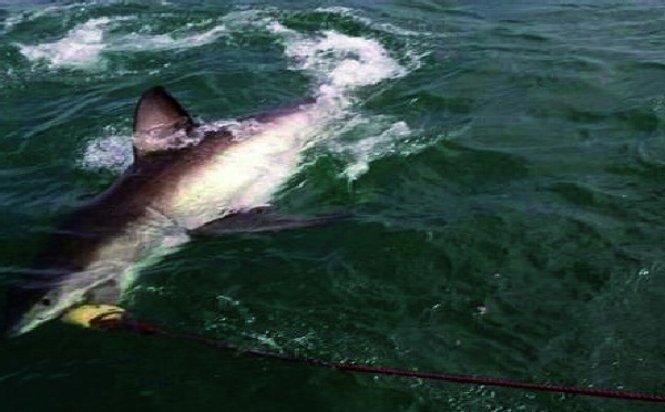 L’homme est-il responsable de la recrudescence d’attaques de requins en 2011?