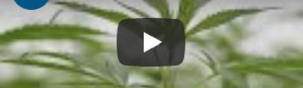 L'Assemblée nationale française autorise le cannabis thérapeutique