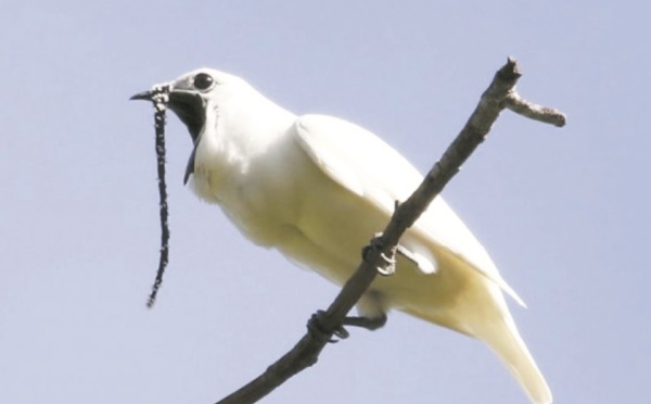 L'oiseau le plus bruyant du monde crie pour trouver l'amour