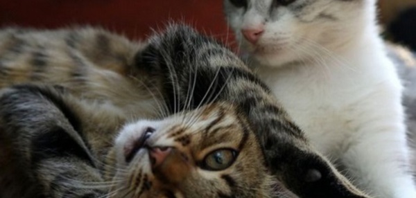 INSOLITE:  Un couple survit grâce à ses chats