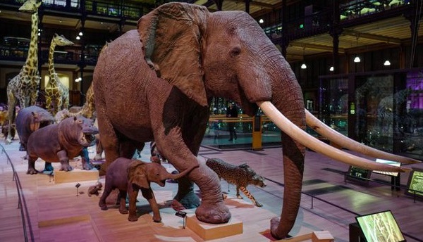 Les animaux mâles sur-représentés dans les musées d'histoire naturelle