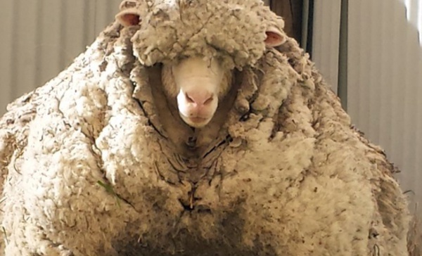 Insolite : Chris le mouton est mort