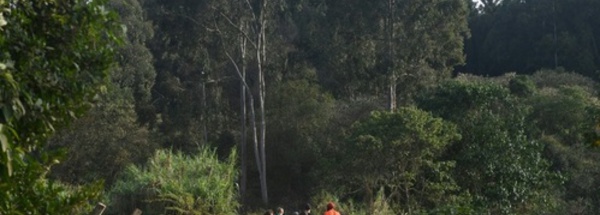 A Nairobi, la forêt de Karura renaît