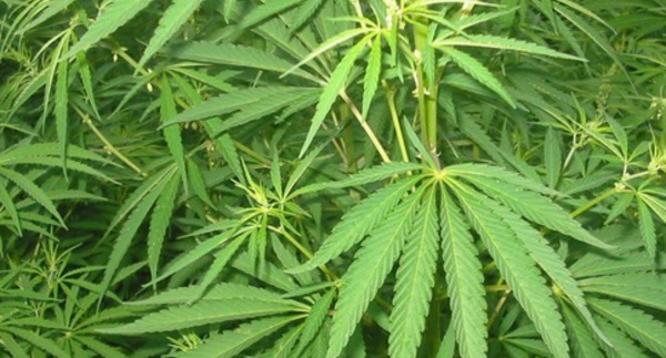 Pas de preuve d'efficacité du cannabis contre les troubles mentaux