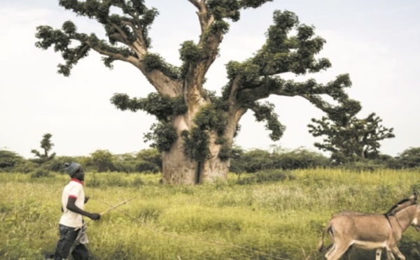 Au Sénégal, les baobabs ploient sous la pression des cimentiers
