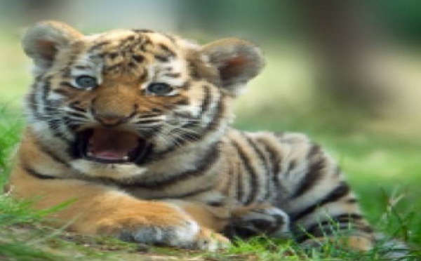 Les tigres n’ont pas de rayures par hasard