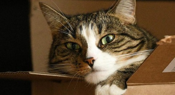 Insolite : Chatonne clandestine