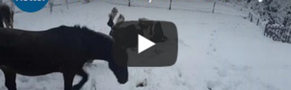 En Autriche, les chevaux profitent de la neige