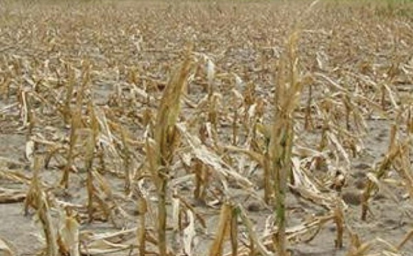 Le SIAM entame ses préparatifs dans un contexte morose :  La saison agricole joue son va-tout cette semaine