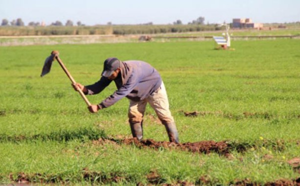 La résilience de l'agriculture paysanne face aux changements climatiques