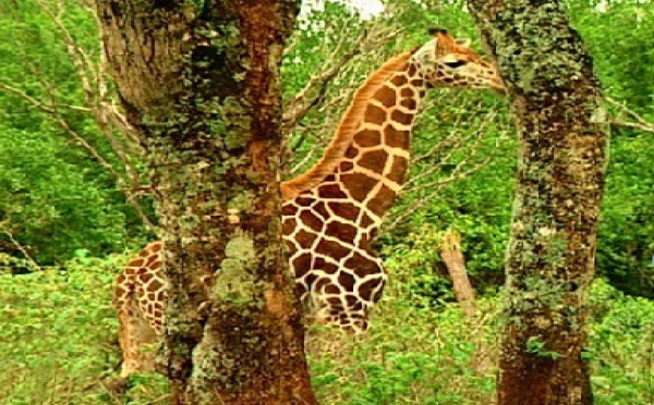 Pourquoi les Nigériens disent merci aux girafes