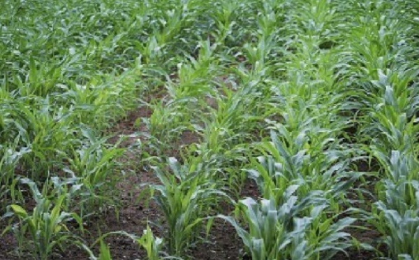 Bonne nouvelle pour l'agriculture printanière : Retour des pluies à partir du 13 avril