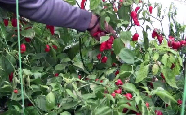 Sous la neige en Serbie, les piments les plus forts du monde