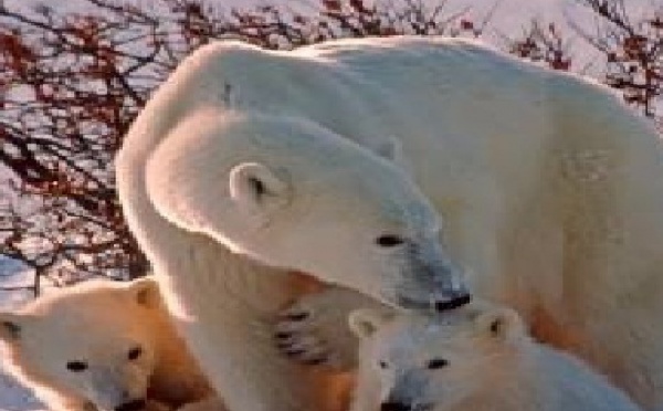 Les ours polaires souffrent d’un mystérieux mal en Alaska