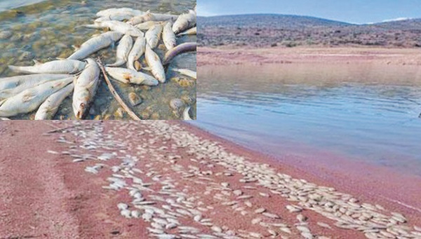 Scandale écologique au barrage Ahmed El-Hansali