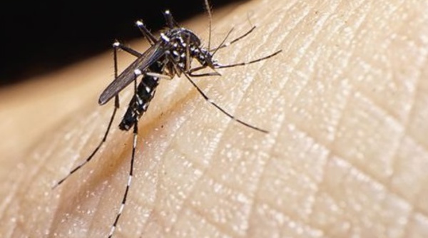 Les moustiques de plus en plus résistants aux insecticides