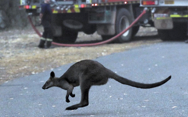 Les incendies en Australie déciment koalas et autres espèces sauvages uniques
