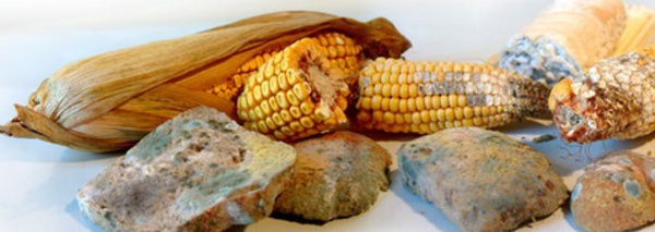 Séminaire national sur les mycotoxines dans les denrées alimentaires