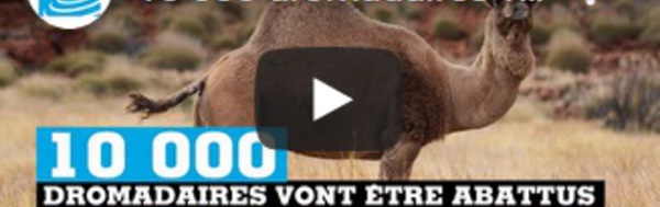 10 000 dromadaires vont être abattus en Australie