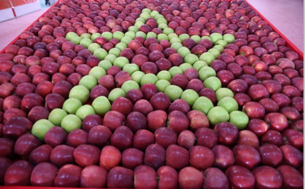 Valorisation des produits dérivés de la pomme dans la commune de Bouzmou