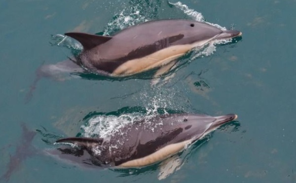 Les dauphins, victimes de captures accidentelles dans le golfe de Gascogne