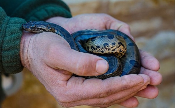 Naissance de 26 bébés anacondas au Crocoparc d’Agadir
