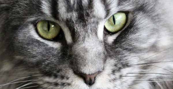 Insolite : Le chat fugueur