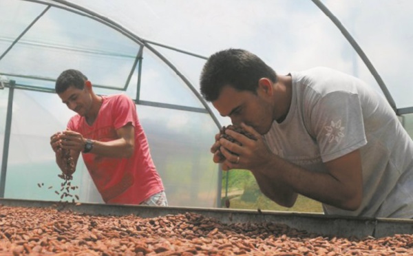 Le cacao bio commence à sortir des petits paysans brésiliens de la misère