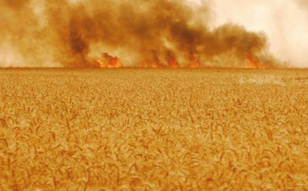 Le feu consume des champs à Safi et des forêts au Nord : Vague de chaleur et incendies font des ravages