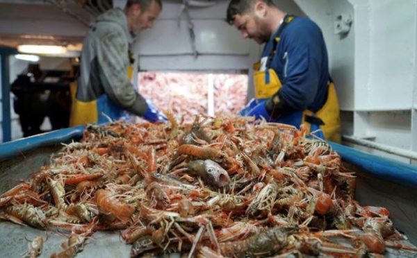 Les pêcheurs britanniques espèrent de meilleures prises grâce au Brexit