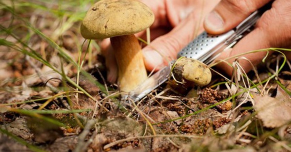 Insolite : Condamnés pour avoir cueilli trop de champignons