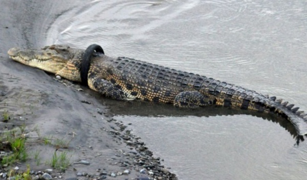 Insolite :  Venir en aide à un crocodile