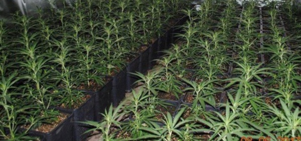 85.000 vieilles condamnations liées au cannabis vont être effacées en Californie
