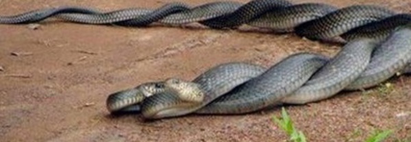 Insolite : Accouplement de serpents