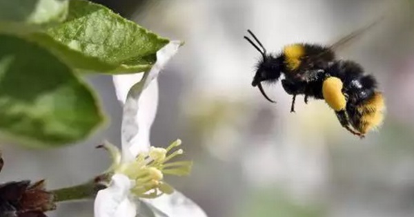 Les bourdons reconnaissent aussi les objets en les touchant
