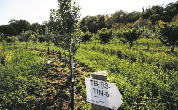 L’agroécologie, mille définitions pour une agriculture plus propre