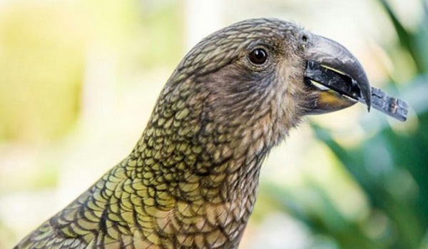 Des perroquets de Nouvelle-Zélande ne prennent pas leurs décisions à la légère