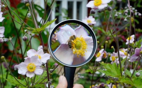 Biodiversité: Petit à petit, un plan se dessine pour 2050